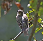 Picture/image of Eastern Phoebe