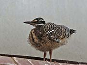 Picture/image of Sunbittern