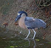Picture/image of Boat-billed Heron