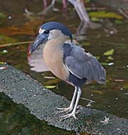  Boat-billed Heron