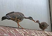 Picture/image of Sunbittern