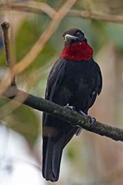 Picture/image of Purple-throated Fruitcrow