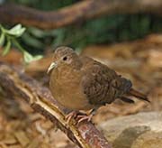 Picture/image of Blue Ground Dove