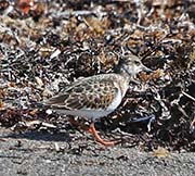 Picture/image of Ruddy Turnstone
