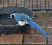 Picture/image of Black-throated Magpie-Jay