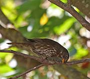 Picture/image of Fox Sparrow