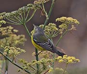 Picture/image of Magnolia Warbler