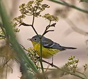 Picture/image of Magnolia Warbler