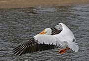 Picture/image of American White Pelican