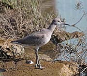 Picture/image of Willet