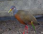 Picture/image of Grey-necked Wood Rail