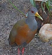 Picture/image of Grey-necked Wood Rail