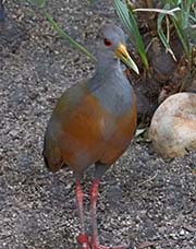 Picture/image of Grey-necked Wood Rail