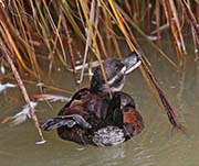 Picture/image of Lake Duck