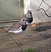 Picture/image of Southern Lapwing
