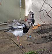 Picture/image of Southern Lapwing