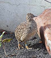 Picture/image of Andean Tinamou