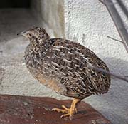 Picture/image of Andean Tinamou