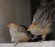 Picture/image of Guira Cuckoo