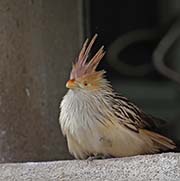 Picture/image of Guira Cuckoo