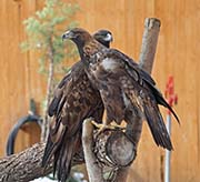 Picture/image of Golden Eagle
