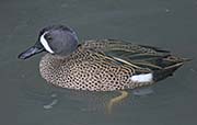  Blue-winged Teal