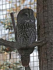Picture/image of Great Gray Owl