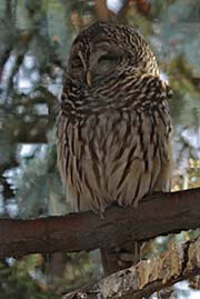 Picture/image of Barred Owl