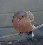 Picture/image of Socorro Dove