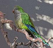 Picture/image of Monk Parakeet