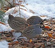 Picture/image of California Quail