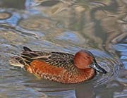 Picture/image of Cinnamon Teal