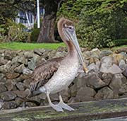 Picture/image of Brown Pelican