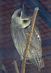 Picture/image of Southern White-faced Owl