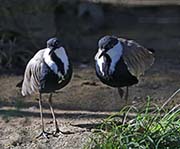 Picture/image of Spur-winged Lapwing