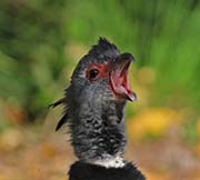 Picture/image of Southern Screamer