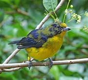 Picture/image of Violaceous Euphonia