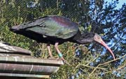 Picture/image of Northern Bald Ibis