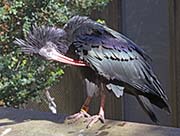 Picture/image of Northern Bald Ibis