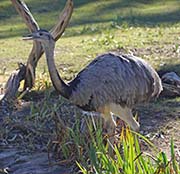 Picture/image of Greater Rhea