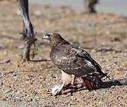 Picture/image of Red-tailed Hawk