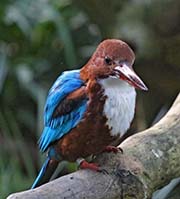 Picture/image of White-throated Kingfisher