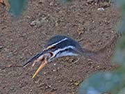 Picture/image of Sunbittern
