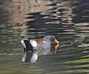Picture/image of Common Gallinule