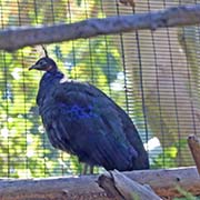 Picture/image of Congo Peafowl