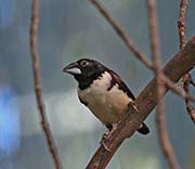 Picture/image of Magpie Mannikin