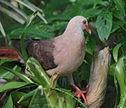 Picture/image of Pink Pigeon