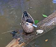 Picture/image of Puna Teal
