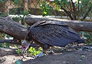 Picture/image of Hooded Vulture