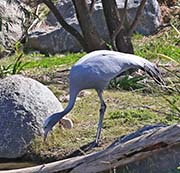 Picture/image of Blue Crane
